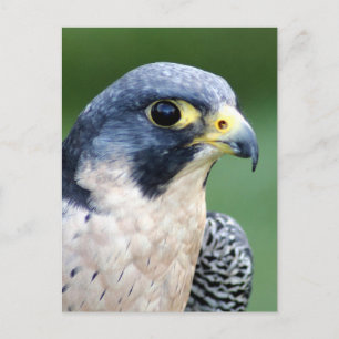 Cartão Postal Peregrine Falcon Face Photo