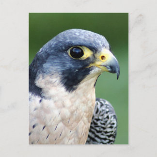 Cartão Postal Peregrine Falcon Face Photo