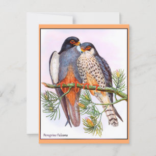 Cartão Postal Peregrine Falcons