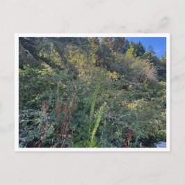 Cartão Postal Perfect weather