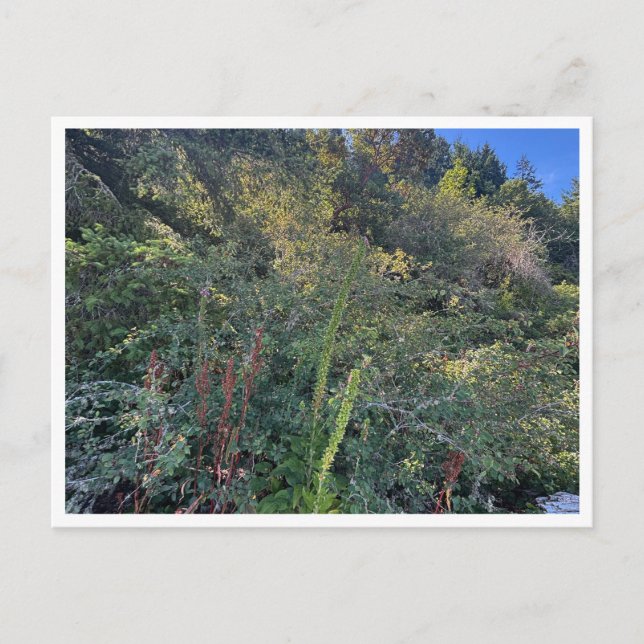 Cartão Postal Perfect weather (Frente)