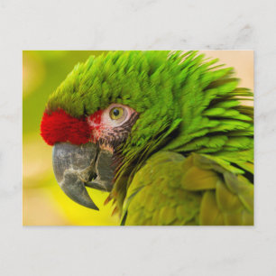 Cartão Postal Perfil da arara-azul nos Papais noeis Barbara Zoo