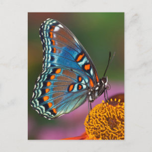 Cartão Postal Perfil de borboleta em uma flor