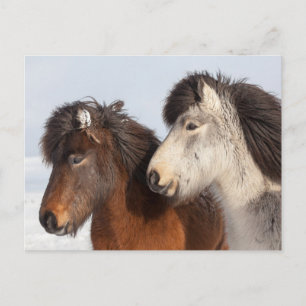 Cartão Postal Perfil de cavalo islandês, Islândia