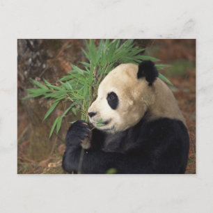 Cartão Postal Perfil de Panda