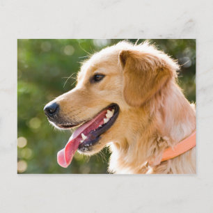 Cartão Postal Perfil De Retriever De ouro Com A Saída Da Língu