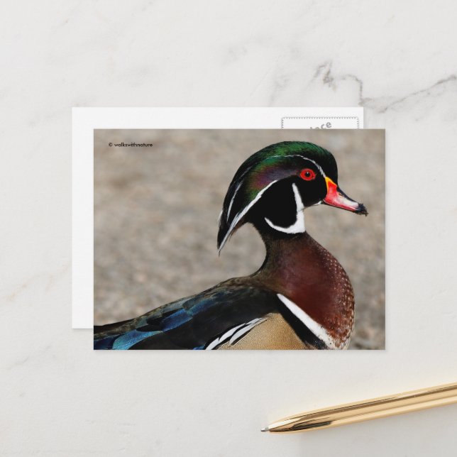 Cartão Postal Perfil de um Pato-Mandarim Macho (Frente/Verso In Situ)
