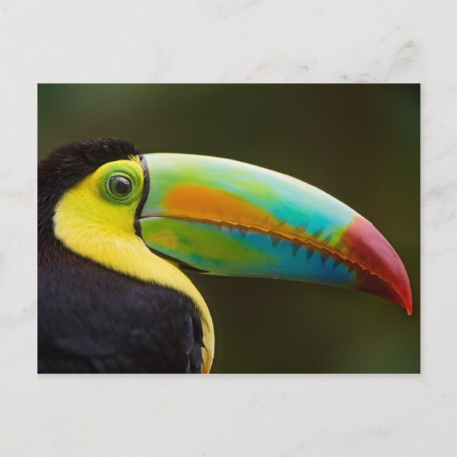 Cartão Postal Perfil de um Toucan Quilha-faturado (Frente)
