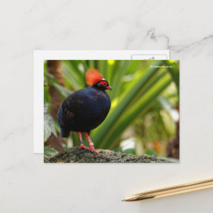 Cartão Postal Perfil de uma perdiz de madeira com crista de