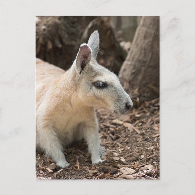 Cartão Postal Perfil de Wallaby (Frente)
