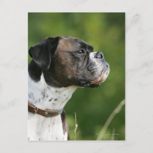 Cartão Postal Perfil do cão do pugilista