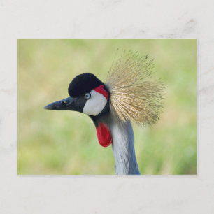 Cartão Postal Perfil do Grou-coroado-cinzento