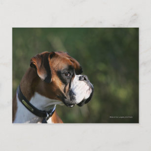 Cartão Postal Perfil do lado do cão do pugilista