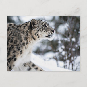 Cartão Postal Perfil do Leopardo da Neve