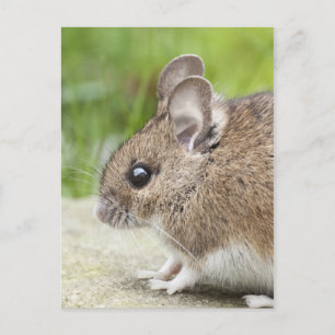 Cartão Postal Perfil do mouse