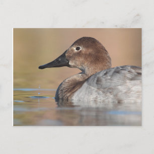 Cartão Postal Perfil do pato de Canvasback feminino