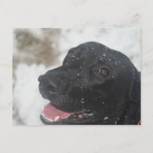 Cartão Postal Perfil do reiver Labrador Negro na Postca de inver