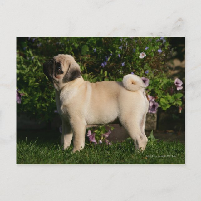 Cartão Postal Perfil Fawn Pug (Frente)
