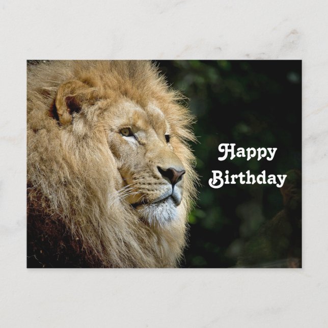 Cartão Postal Perfil Lion Wildlife Foto Birthday (Frente)