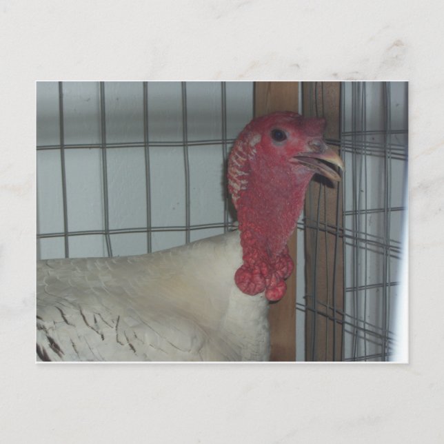 Cartão Postal Perfil Turquia (Frente)