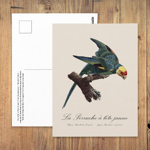 Cartão Postal Periquito-da-carolina, Conuropsis carolinensis