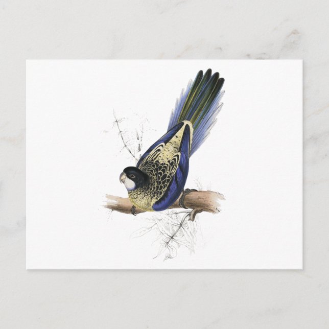 Cartão Postal Periquito de Brown por Edward Lear (Frente)