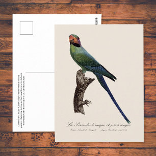 Cartão Postal Periquito-de-cauda-longa, Psittacula Longicauda