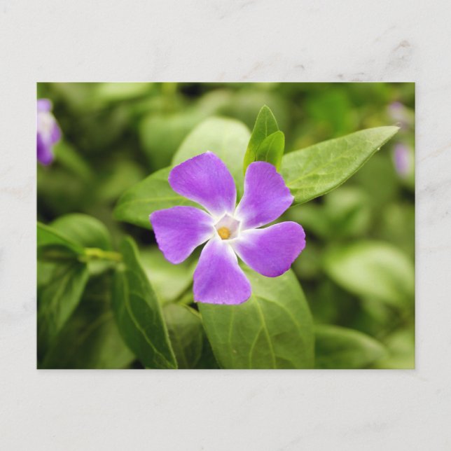 Cartão Postal Periwinkle (Frente)