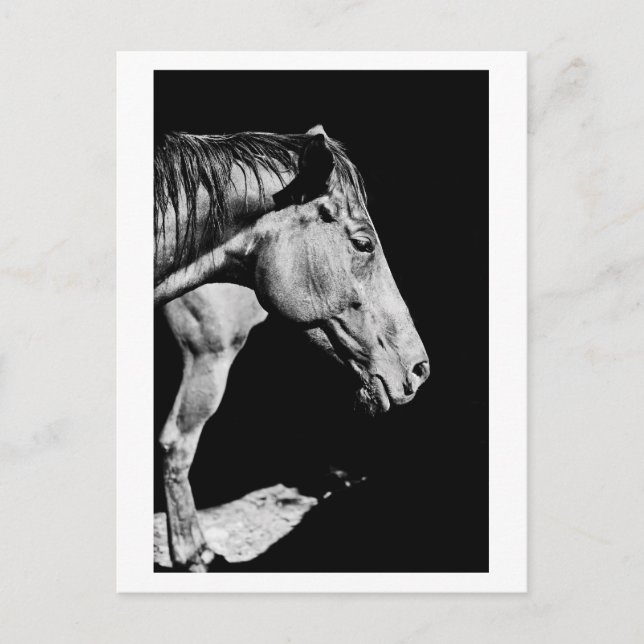 Cartão Postal perna do cavalo principal (Frente)