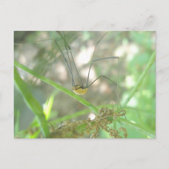 Cartão Postal Pernas de Pai de Harvestman (Opiliones) (Frente)