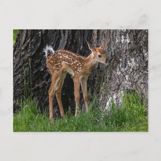 Cartão Postal Pernas Shaky Fawn (Frente)