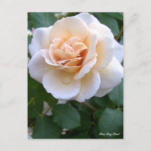 Cartão Postal Pérola de Cinza Rosa [Cartão Postal]