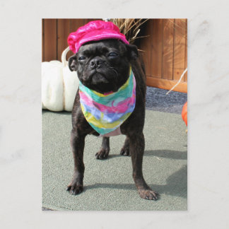 Cartão Postal Pérola - Pug e Boston Terrier Mix Breed Photo-08