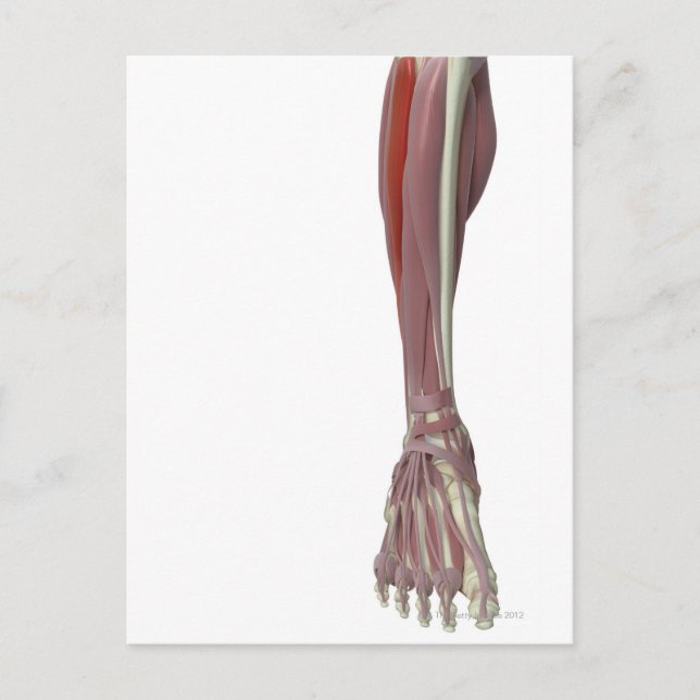 Cartão Postal Peroneus Longus (Frente)