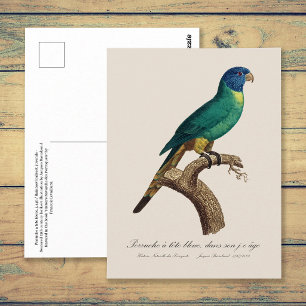 Cartão Postal Perruche a tete bleue/Rainbow lorikeet, juvenil
