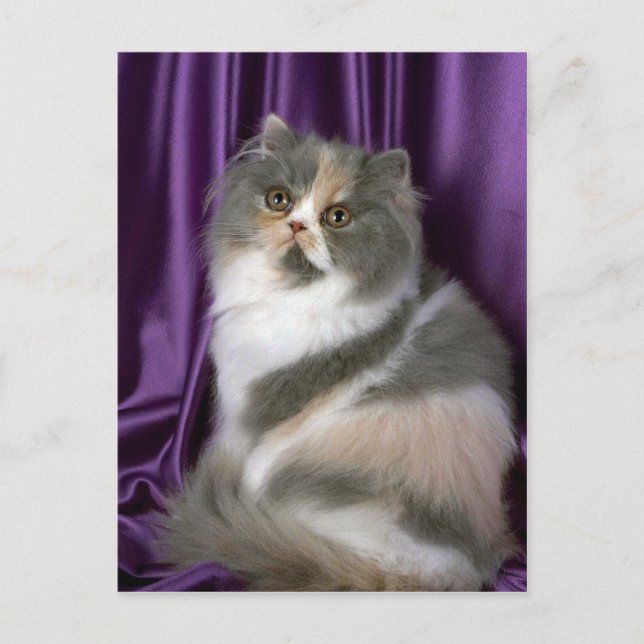 Cartão Postal Persa, azul, torta e branco (Frente)