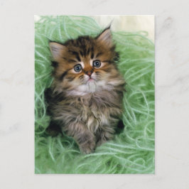 Cartão Postal Persian cat; is one of the oldest breeds of cat.