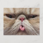 Cartão Postal Persian Cat Sticking Tongue Out<br><div class="desc">A face of a Persian cat sticking its tongue out. A fun design for anyone who loves cats and especially Persians!</div>
