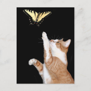 Cartão Postal persiga o seu sonho