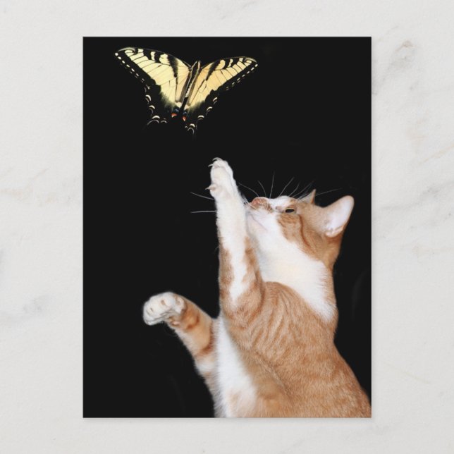 Cartão Postal persiga o seu sonho (Frente)