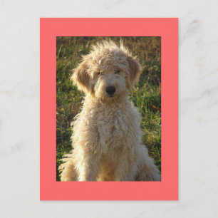 Cartão Postal Personalizado Cachorrinho Goldendood