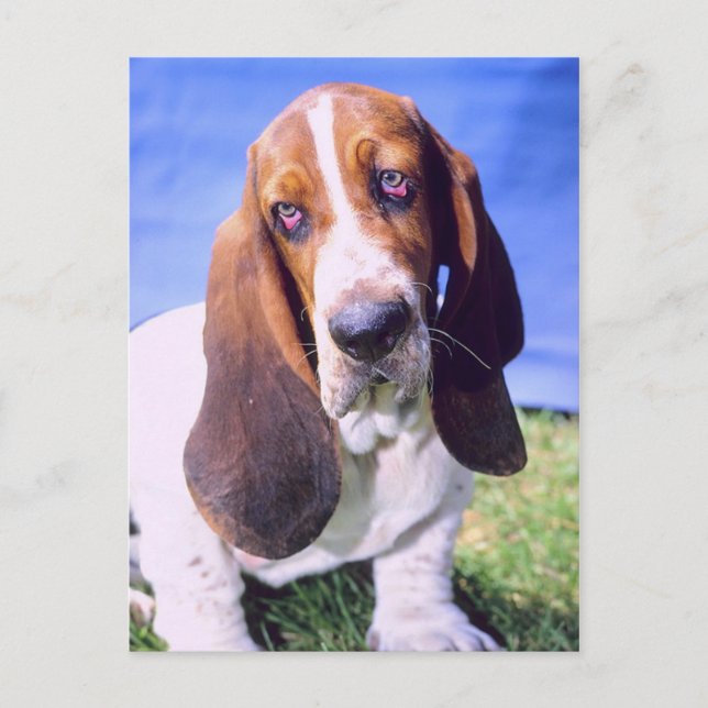 Cartão Postal Personalizado - Cartão-postal: Solitário Basset Ho (Frente)