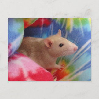 Cartão postal personalizado com foto do rato Dumbo