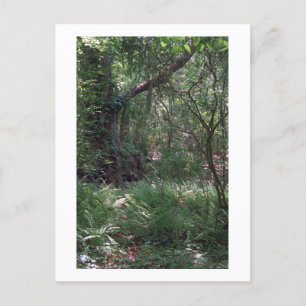 Cartão postal Personalizado da Floresta Primordial