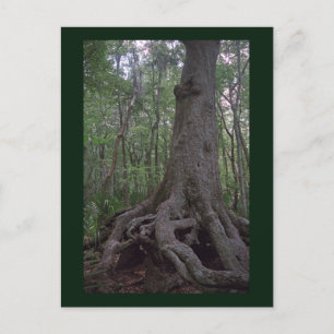 Cartão postal Personalizado de Artefato Florestal