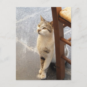 Cartão postal personalizado de Cat