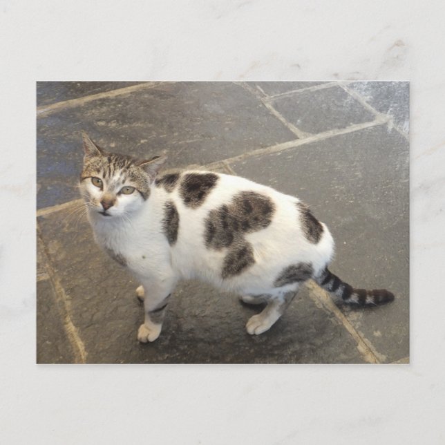 Cartão postal personalizado de gato (Frente)