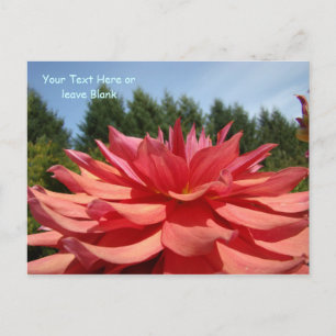 Cartão Postal Personalizado Flores de Dália jardim