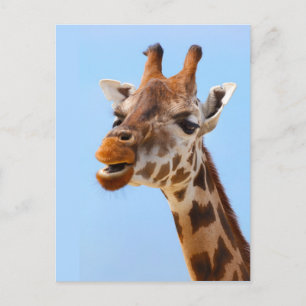 Cartão postal personalizado Giraffe Portrait