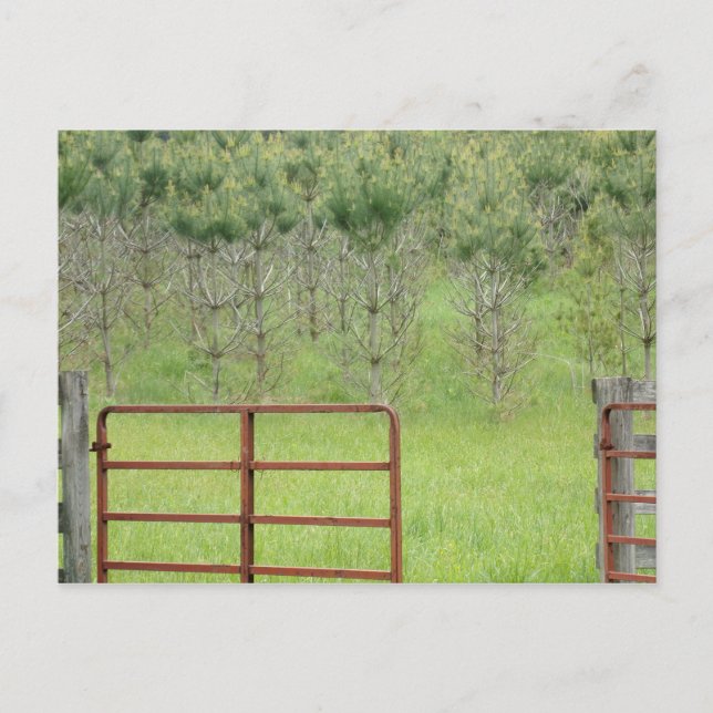 Cartão postal personalizado Into the Pines (Frente)